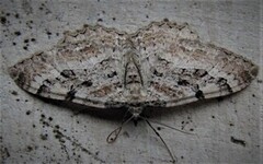 Scarce Tissue (Rheumaptera cervinalis)