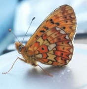 Rødflekket perlemorvinge (Boloria euphrosyne)