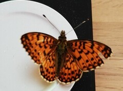 Small Pearl-bordered Fritillary (Boloria selene)