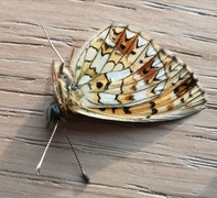 Small Pearl-bordered Fritillary (Boloria selene)