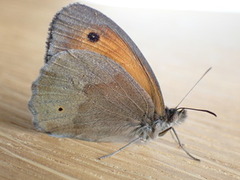Meadow Brown (Maniola jurtina)