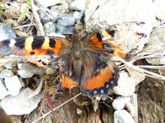 Neslesommerfugl (Aglais urticae)