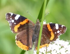 Admiral (Vanessa atalanta)