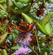 Neslesommerfugl (Aglais urticae)