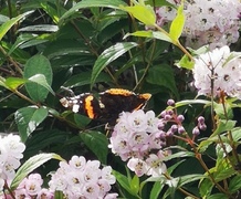 Admiral (Vanessa atalanta)