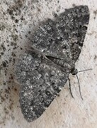 The Annulet (Charissa obscurata)