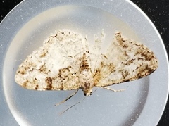 Mottled Beauty (Alcis repandata)