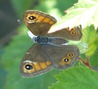 Large Wall Brown (Lasiommata maera)