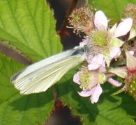 Small White (Pieris rapae)