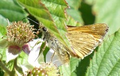 Large Skipper (Ochlodes sylvanus)