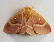 Eikespinner (Lasiocampa quercus)