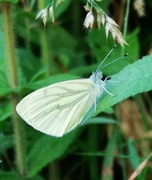 Rapssommerfugl (Pieris napi)