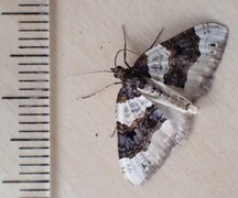 Purple Bar (Cosmorhoe ocellata)