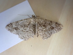 Mottled Beauty (Alcis repandata)