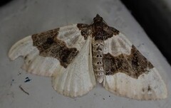 Purple Bar (Cosmorhoe ocellata)