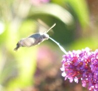 Dagsvermer (Macroglossum stellatarum)