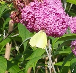 Sitronsommerfugl (Gonepteryx rhamni)