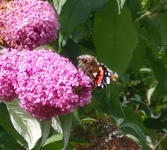 Admiral (Vanessa atalanta)