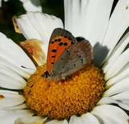 Ildgullvinge (Lycaena phlaeas)