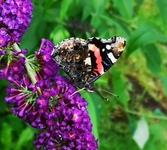 Admiral (Vanessa atalanta)