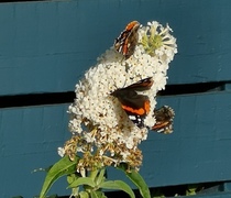 Admiral (Vanessa atalanta)