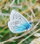 Common Blue (Polyommatus icarus)
