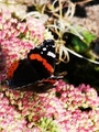 Admiral (Vanessa atalanta)