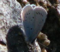 Vårblåvinge (Celastrina argiolus)