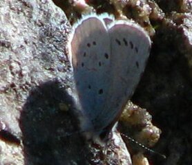 Vårblåvinge (Celastrina argiolus)