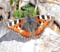 Neslesommerfugl (Aglais urticae)