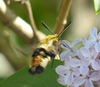 Smalkantet humlesvermer (Hemaris tityus)