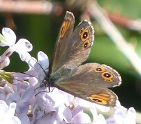 Northern Wall Brown (Lasiommata petropolitana)
