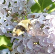 Smalkantet humlesvermer (Hemaris tityus)