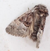 Nut-tree Tussock (Colocasia coryli)
