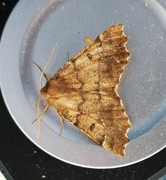 Scalloped Hazel (Odontopera bidentata)