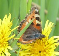 Neslesommerfugl (Aglais urticae)