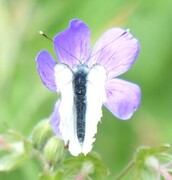 Rapssommerfugl (Pieris napi)