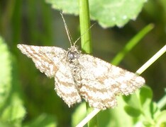Common Heath (Ematurga atomaria)