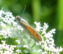 Engringvinge (Coenonympha pamphilus)