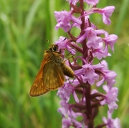 Large Skipper (Ochlodes sylvanus)