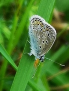 Common Blue (Polyommatus icarus)