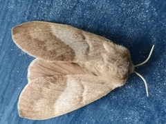 Fox Moth (Macrothylacia rubi)