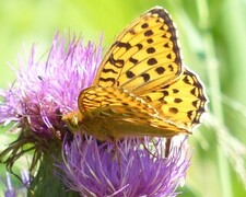 Dark Green Fritillary (Argynnis aglaja)