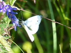 Green-veined White (Pieris napi)
