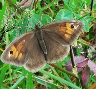 Meadow Brown (Maniola jurtina)