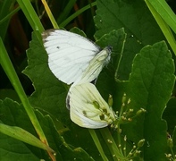 Green-veined White (Pieris napi)