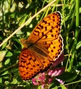 Dark Green Fritillary (Argynnis aglaja)