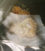 Dark Green Fritillary (Argynnis aglaja)