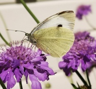 Large White (Pieris brassicae)