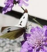 Large White (Pieris brassicae)